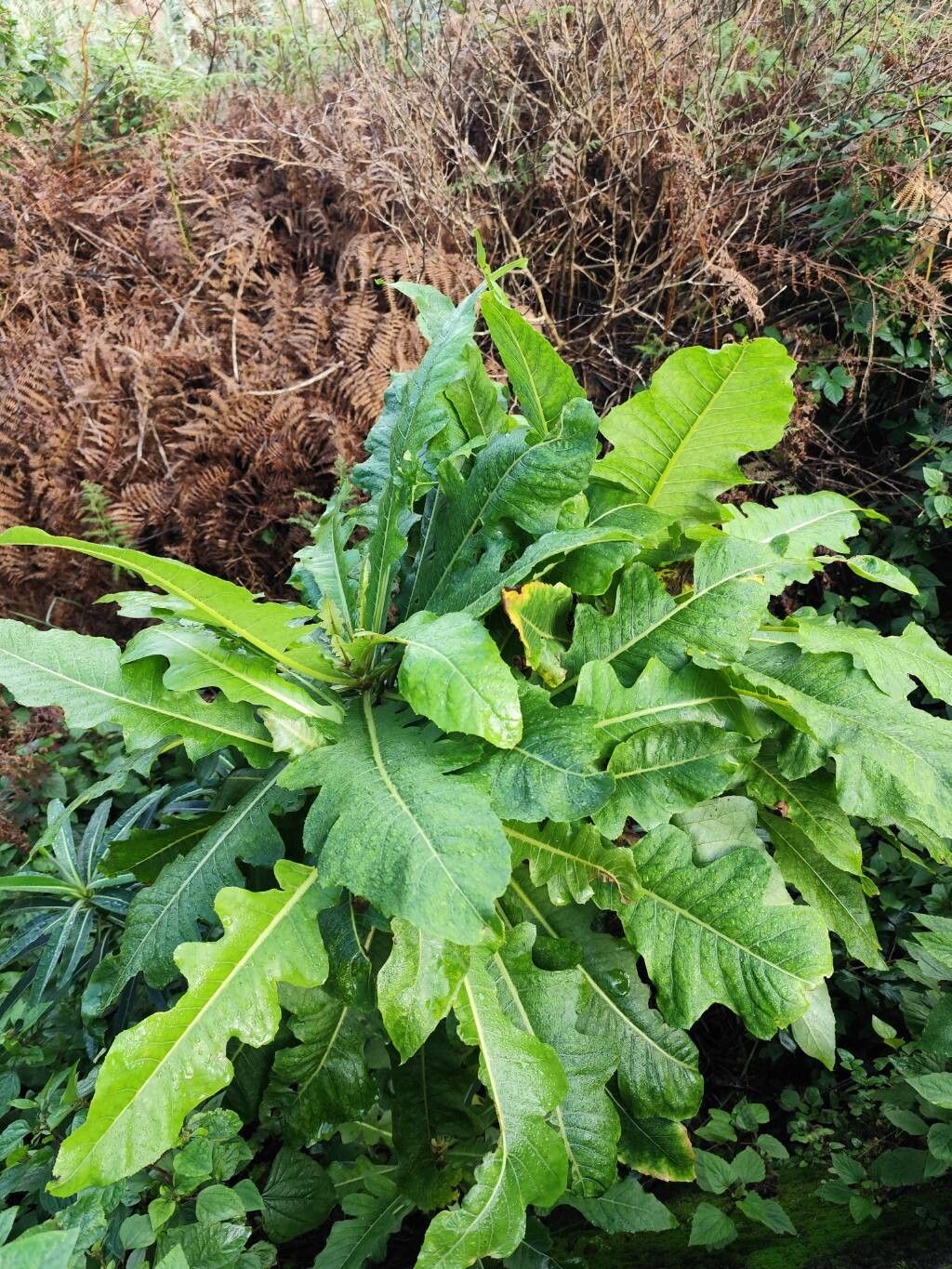 Sonchus fruticosus (alternate view 3)