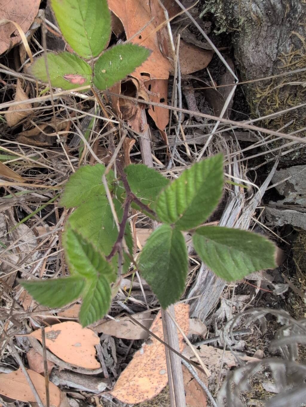 Rubus vestitus (Vested Blackberry) (alternate view 12)