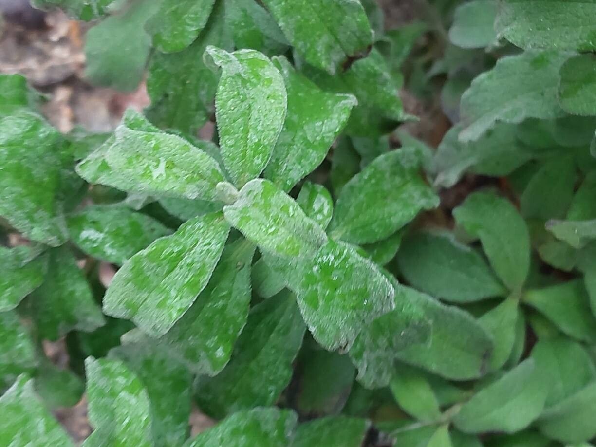Cistus × incanus (Magenta Rockrose)