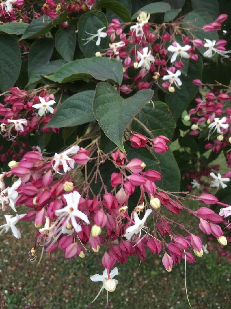 Clerodendrum trichotomum (harlequin glorybower) (alternate view 4)