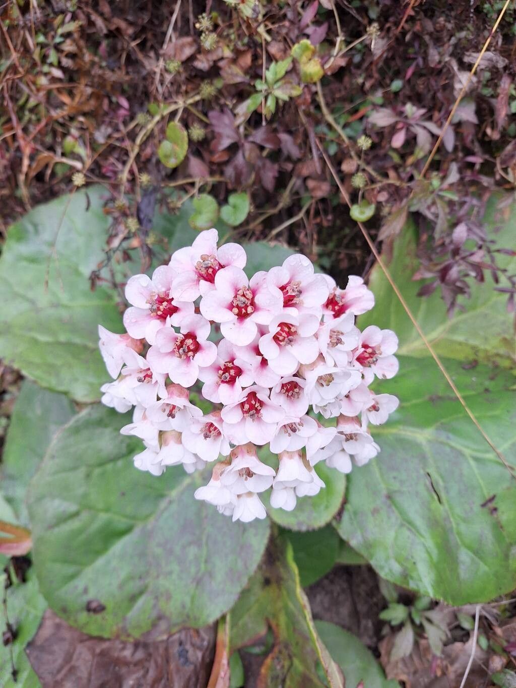Bergenia ciliata (Frilly Bergenia) (alternate view 2)