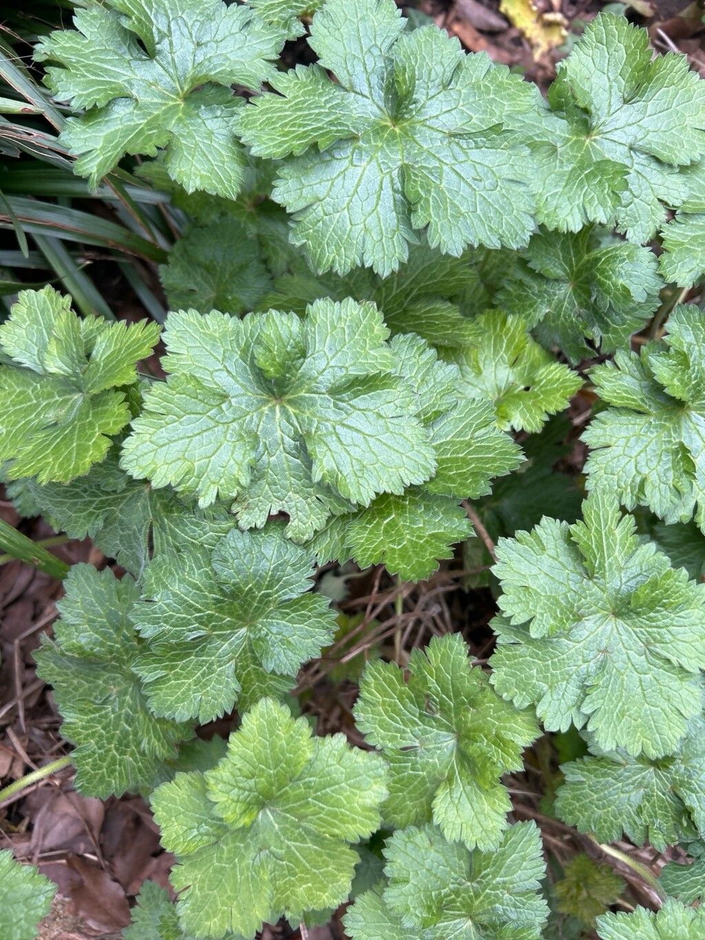 Geranium endressii (French Crane's-bill) (alternate view 13)