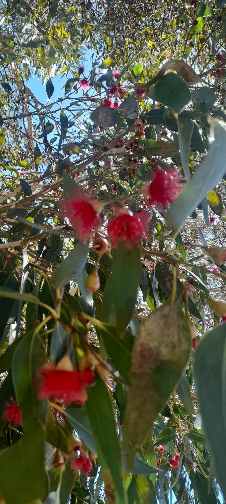 Eucalyptus leucoxylon (Yellow gum) (alternate view 10)