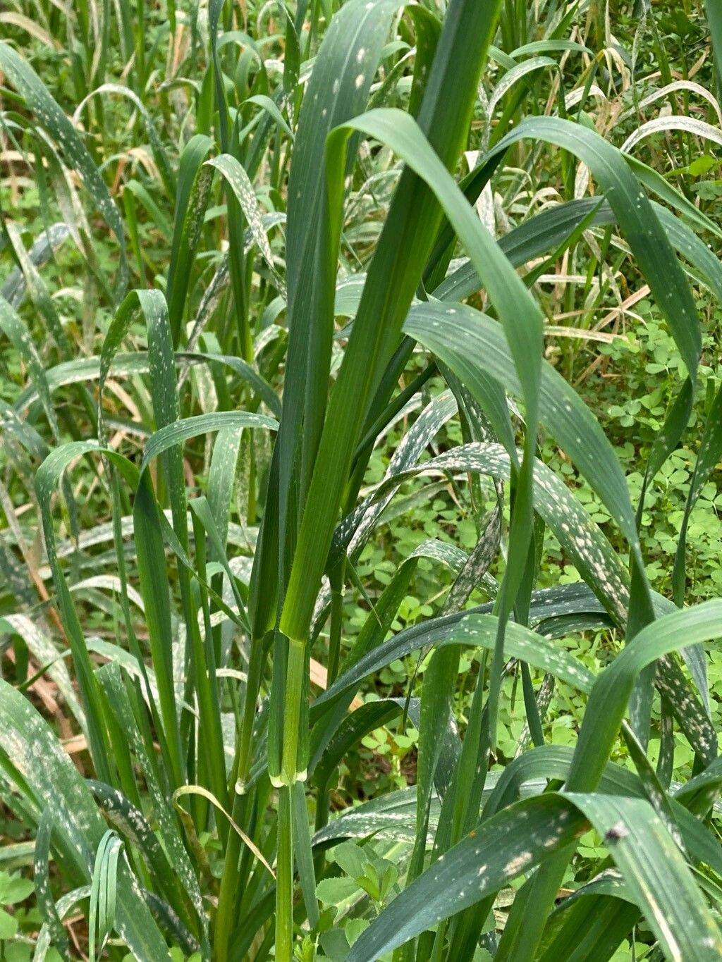 Avena sativa (Common Oat) (alternate view 13)