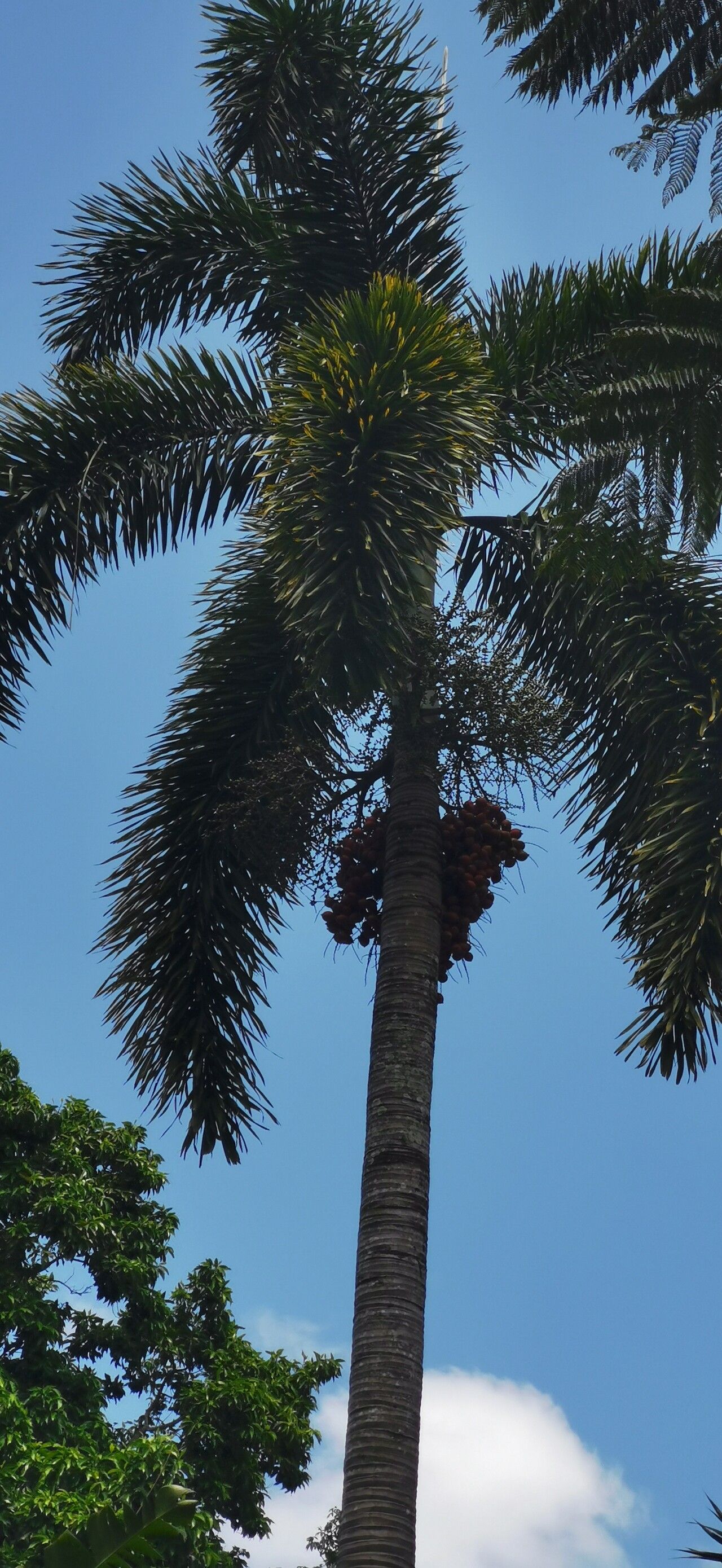 Wodyetia bifurcata (Foxtail Palm Tree) (alternate view 3)