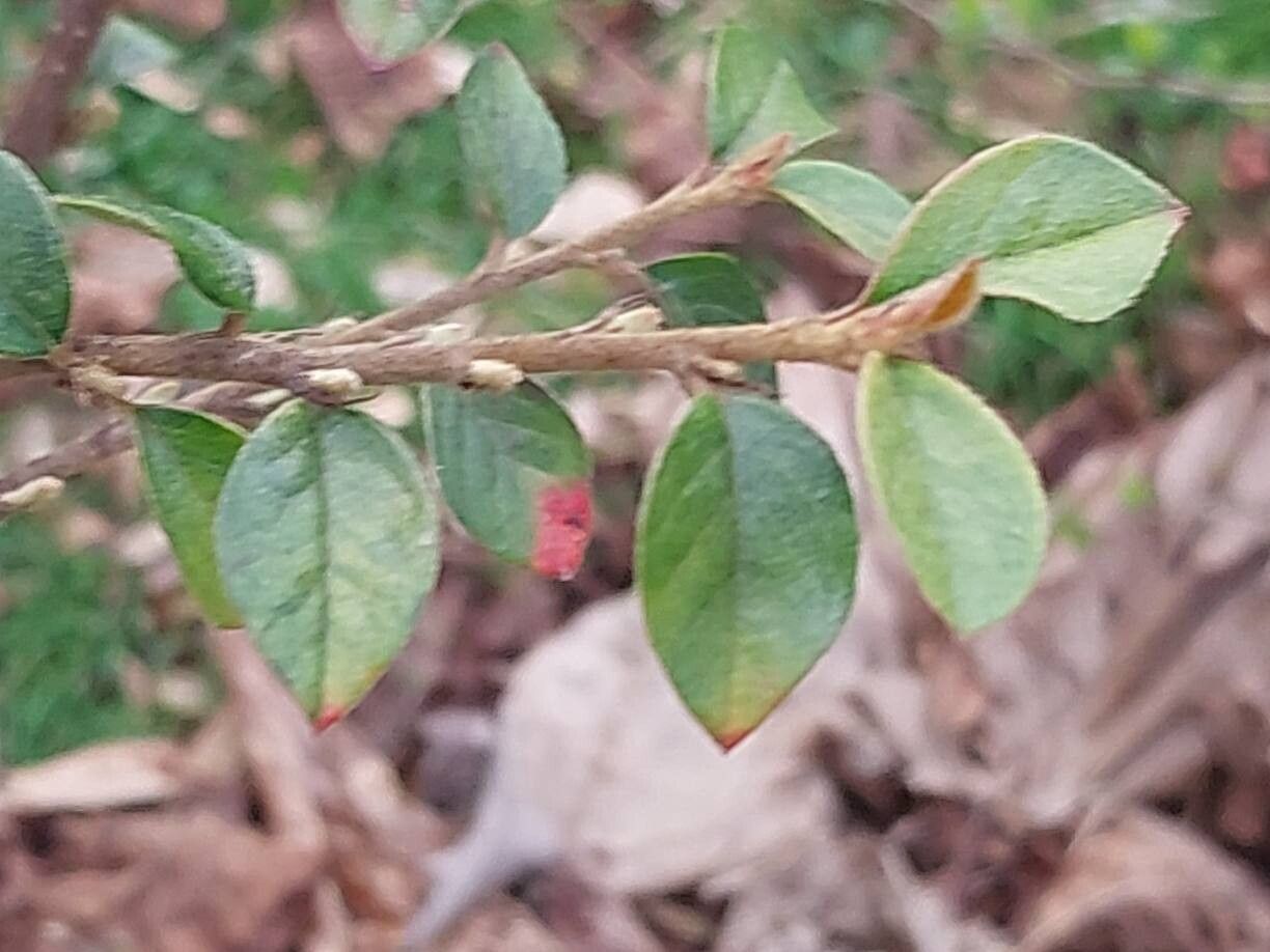 Cotoneaster simonsii (Himalayan cotoneaster) (alternate view 7)