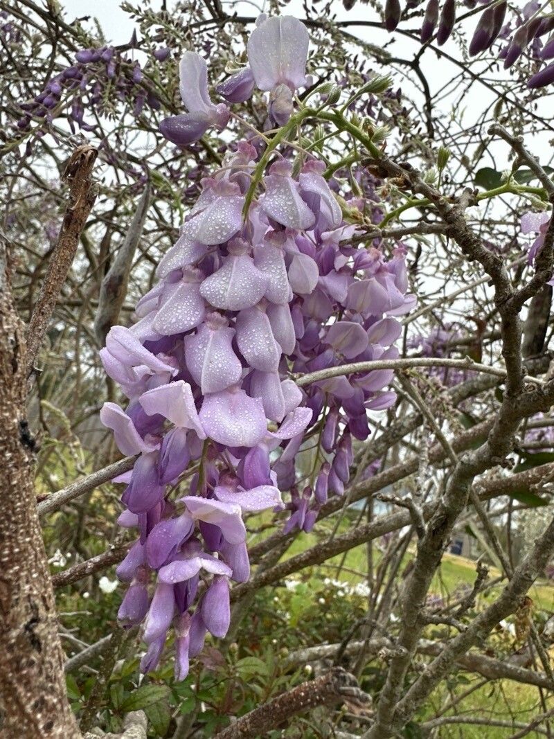 Wisteria floribunda (Japanese wisteria) (alternate view 11)
