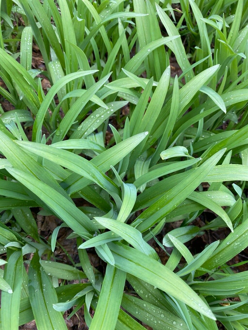 Hemerocallis lilioasphodelus (yellow daylily) (alternate view 3)