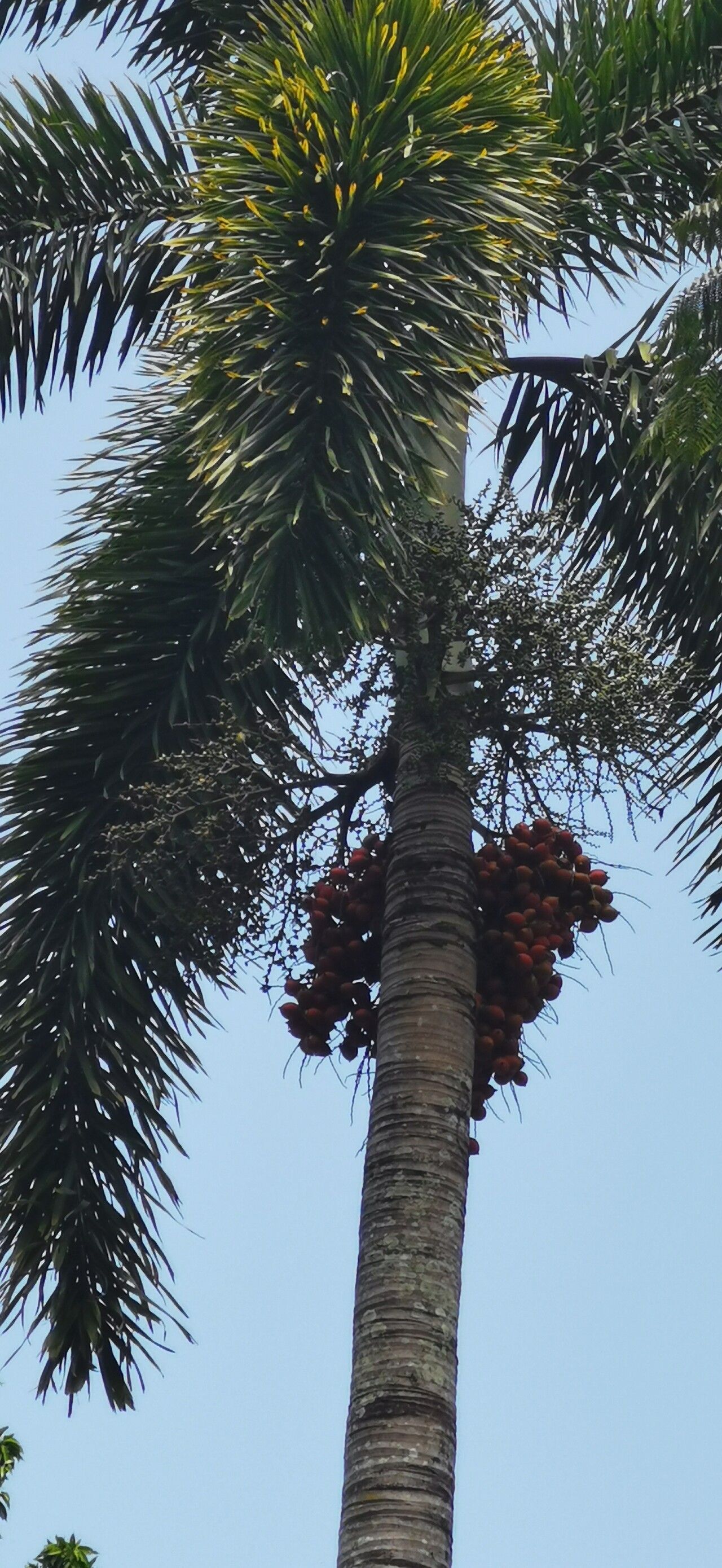 Wodyetia bifurcata (Foxtail Palm Tree) (alternate view 2)
