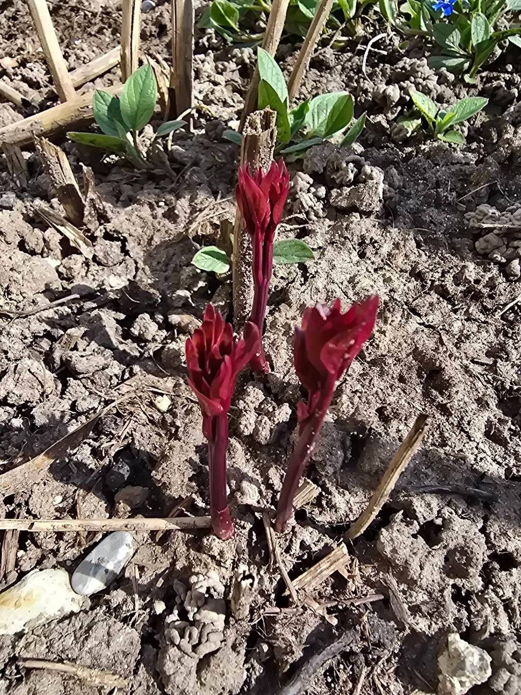 Paeonia officinalis (common peony) (alternate view 9)