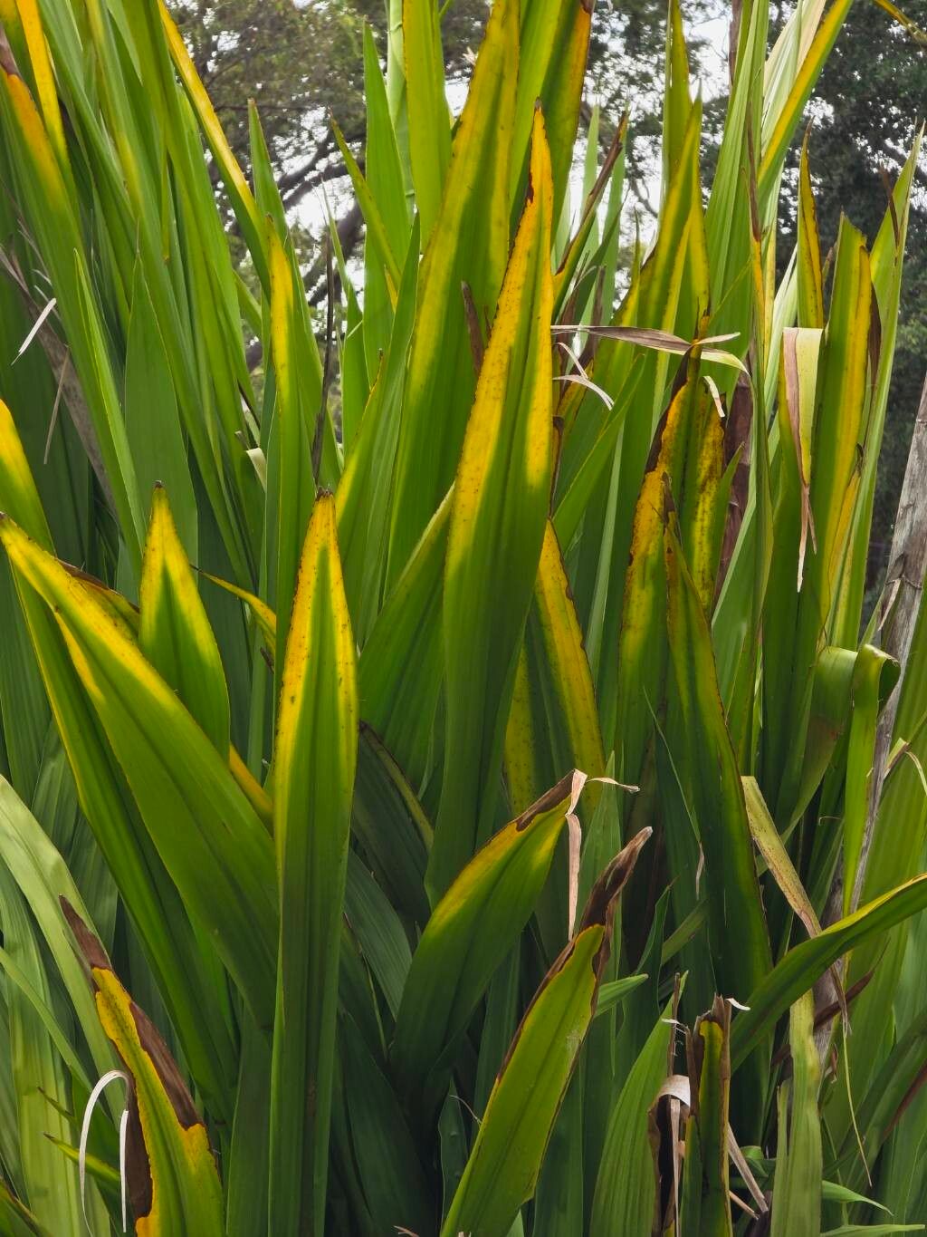 Doryanthes excelsa (Gymea Lily) (alternate view 11)