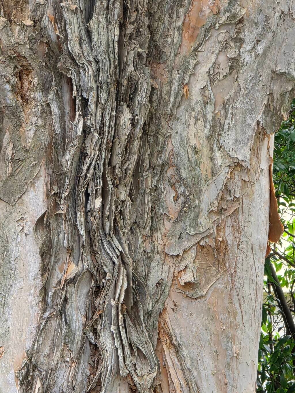 Melaleuca quinquenervia (Broad-leaved paperbark) (alternate view 11)