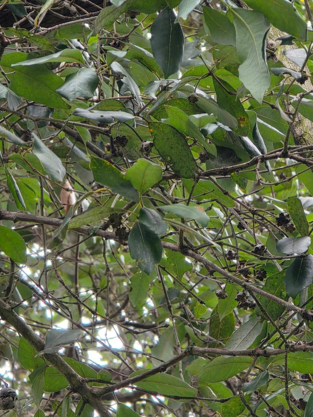 Syncarpia glomulifera (Turpentine) (alternate view 12)