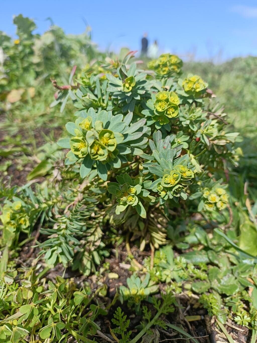 Euphorbia portlandica (Portland Spurge) (alternate view 10)