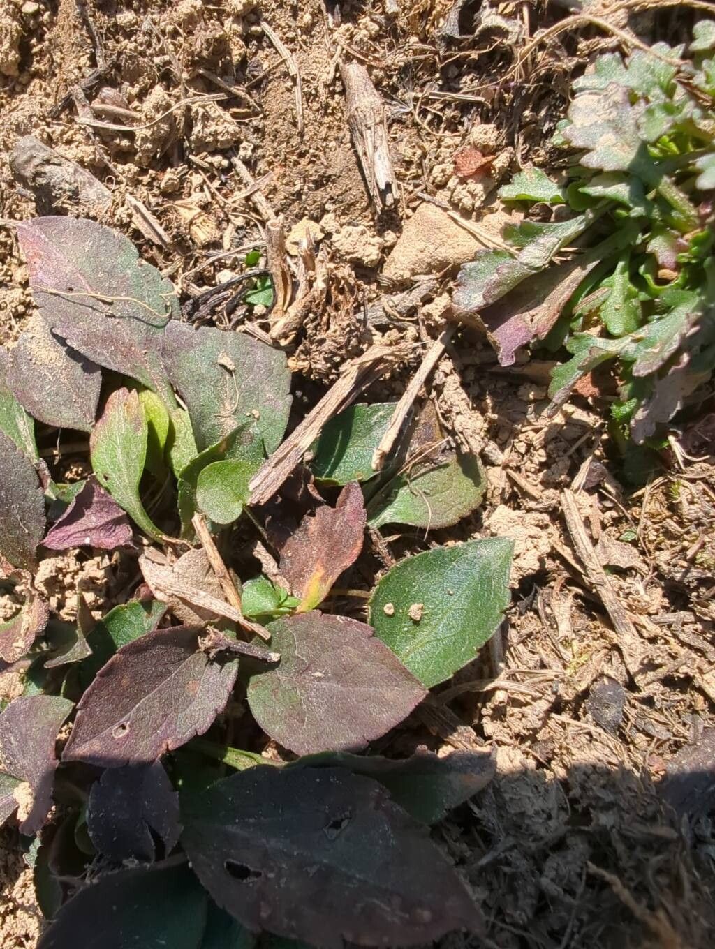 Solidago bicolor (silverrod) (alternate view 12)
