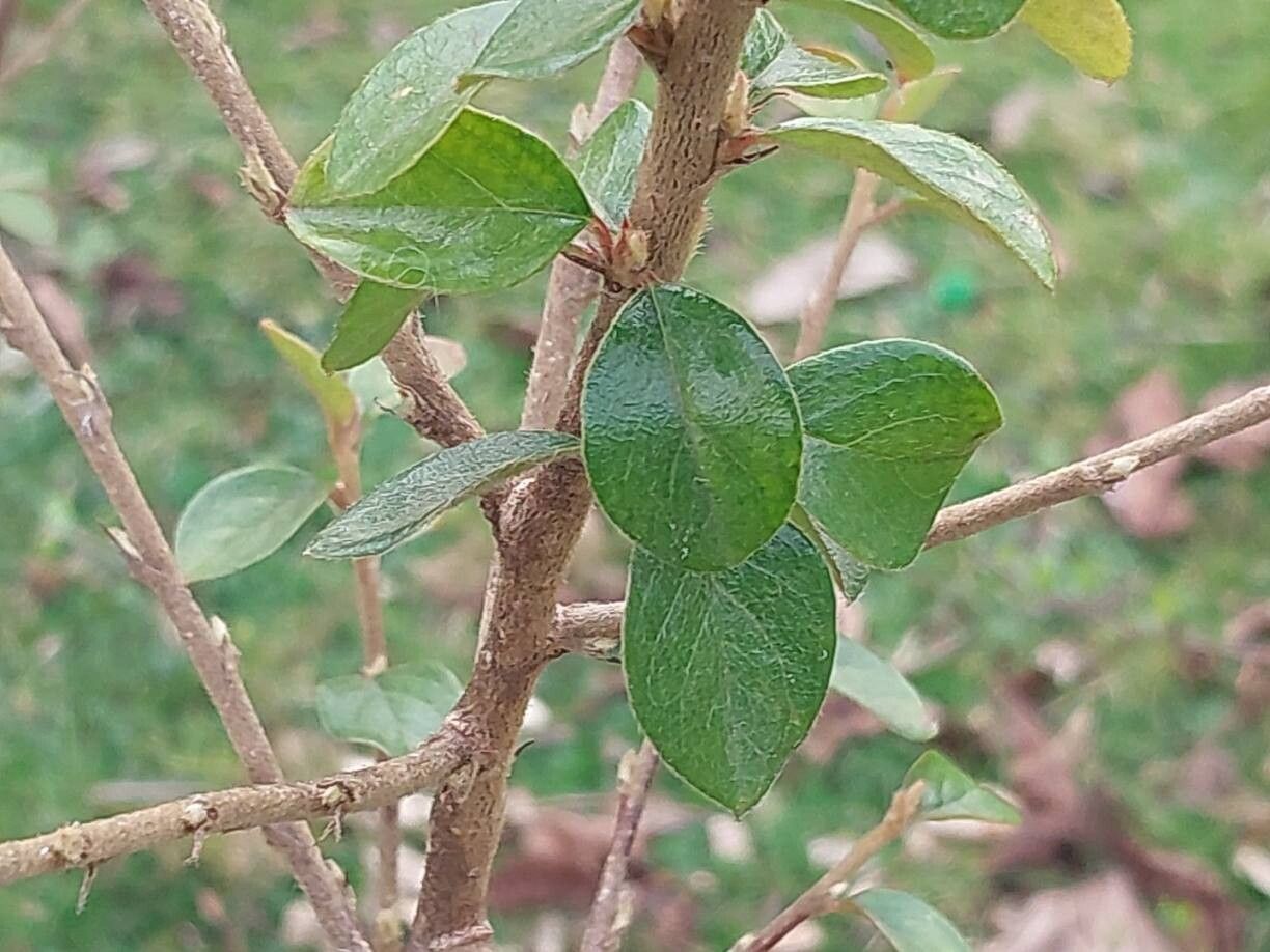 Cotoneaster simonsii (Himalayan cotoneaster) (alternate view 6)