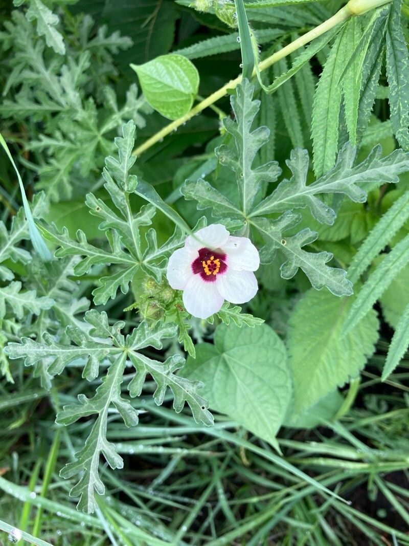 Hibiscus trionum (flower-of-an-hour) (alternate view 15)