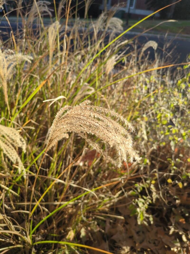 Miscanthus sinensis (Miscanthus) (alternate view 10)