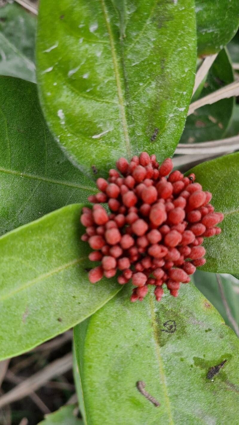 Ixora (ixoras) (alternate view 4)
