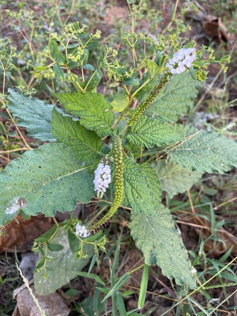 Heliotropium indicum (Indian Heliotrope) (alternate view 3)
