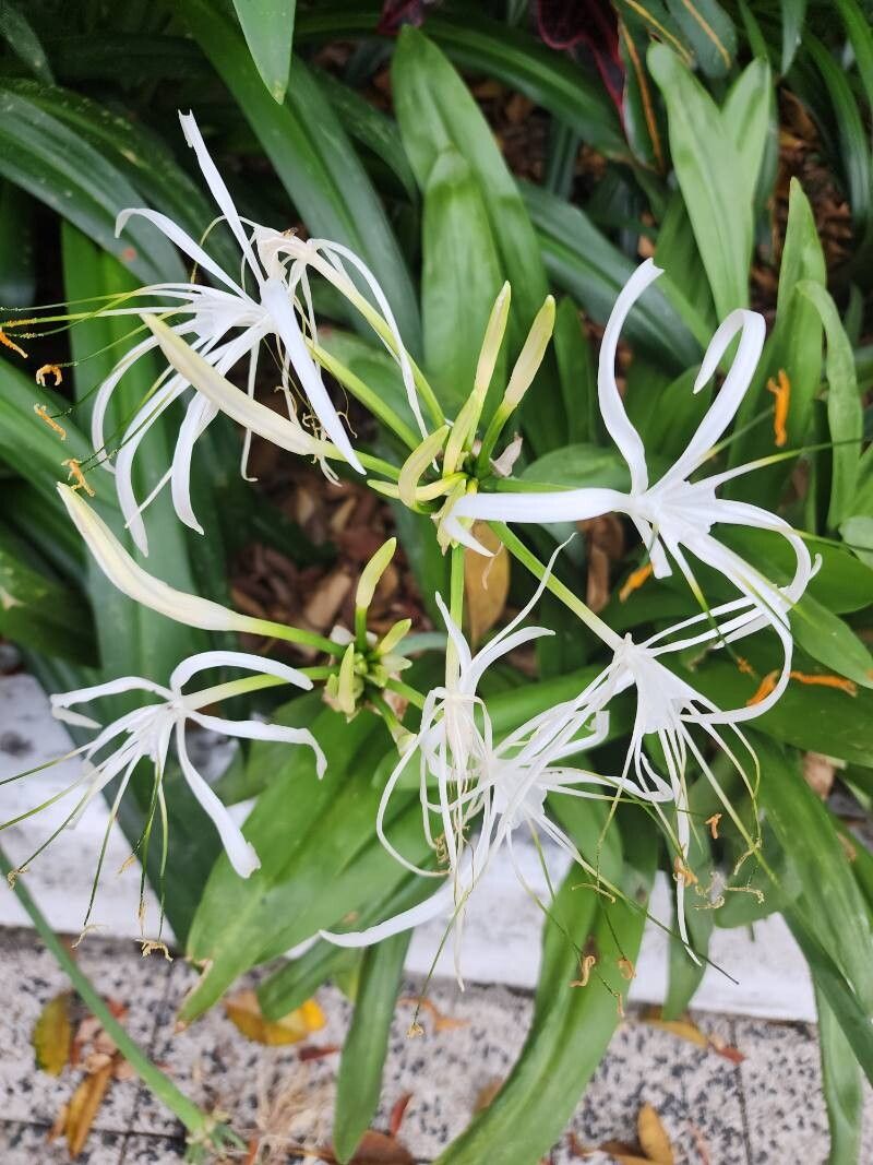 Hymenocallis (spider lilies) (alternate view 3)
