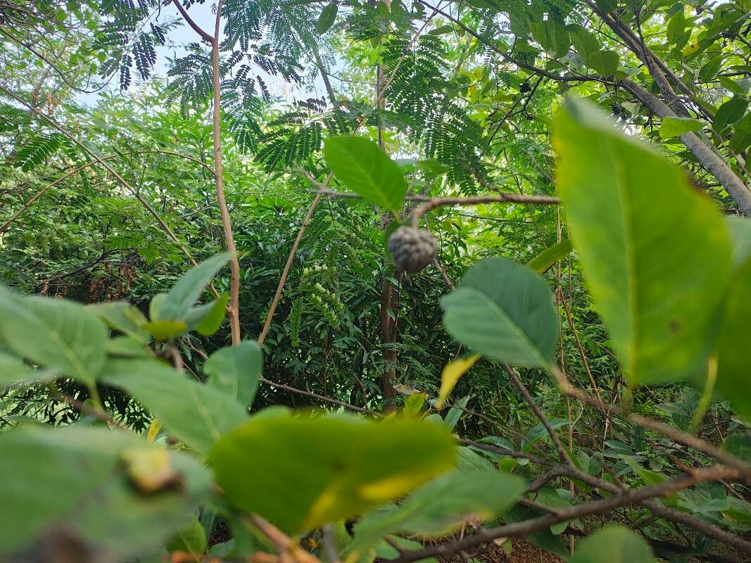 Annona squamosa (Sugar Apple) (alternate view 10)