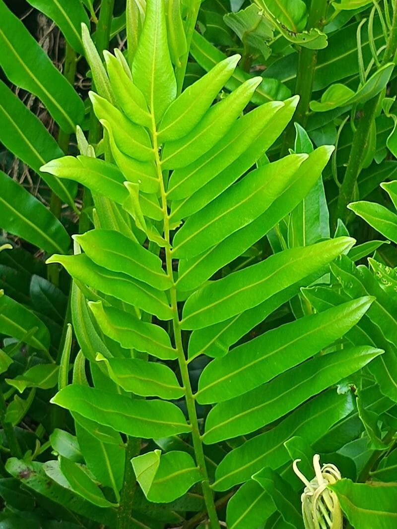 Acrostichum danaeifolium (Giant leather fern)