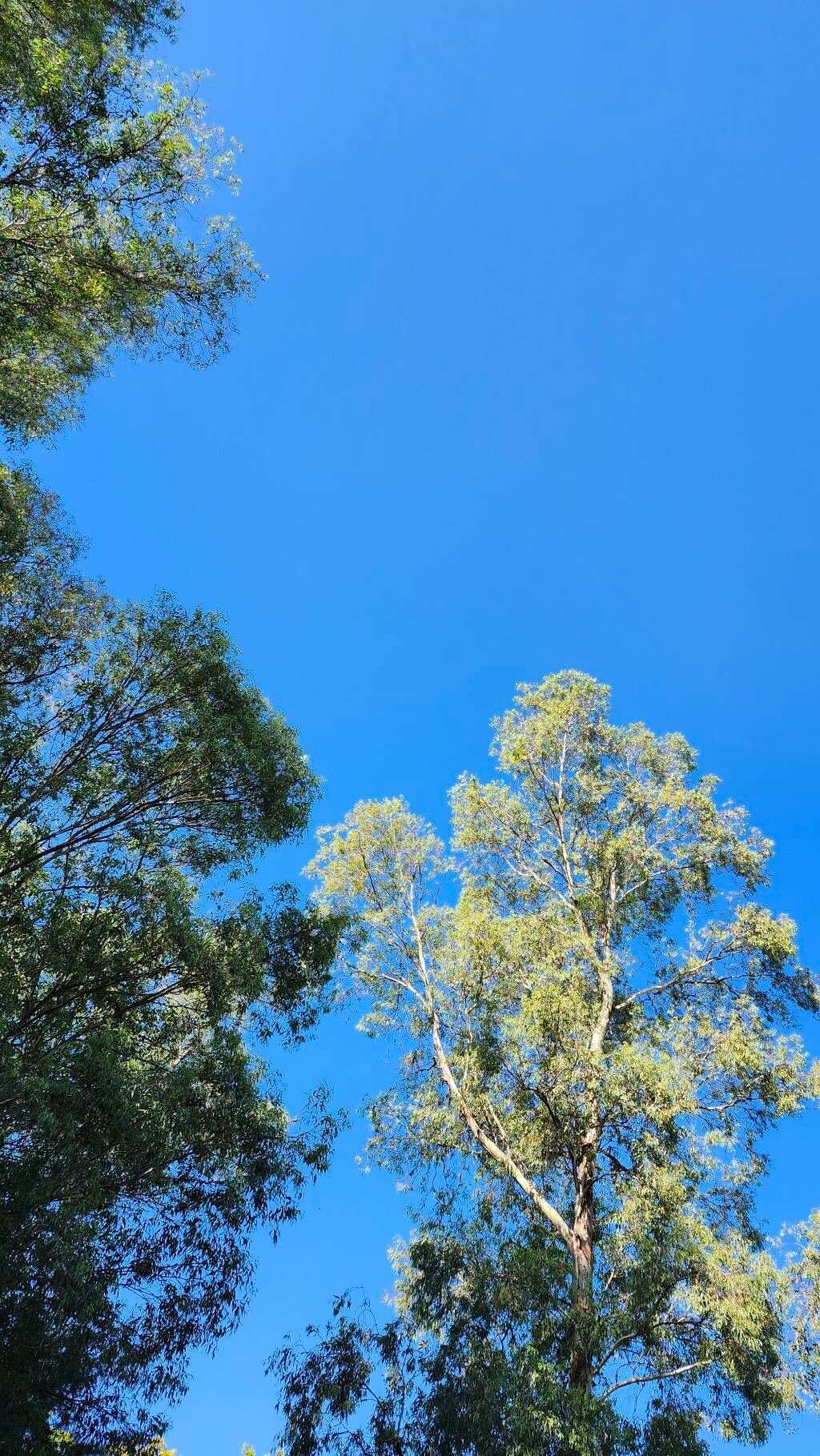 Eucalyptus tereticornis (Forest red gum) (alternate view 13)