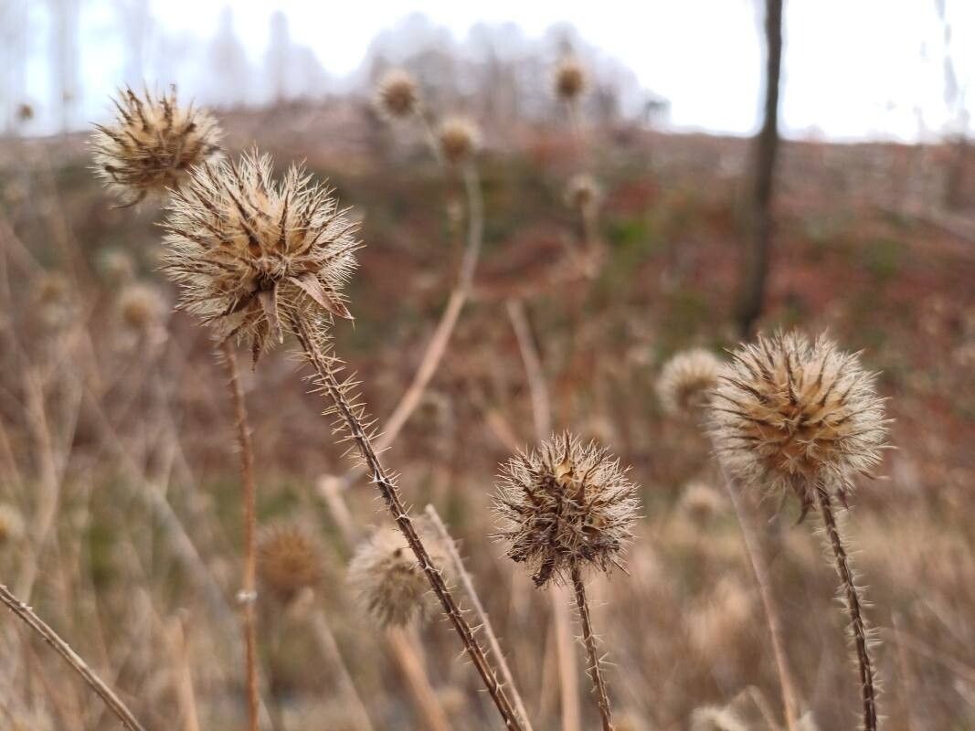 Dipsacus pilosus (small teasel) (alternate view 12)