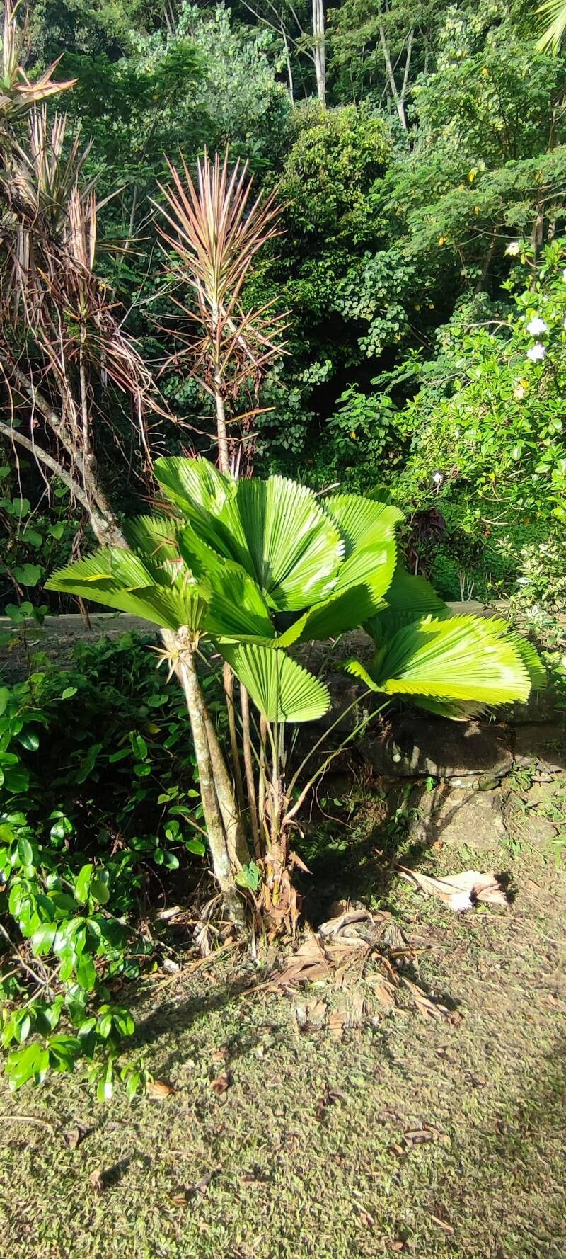 Licuala grandis (Ruffled Fan Palm) (alternate view 12)