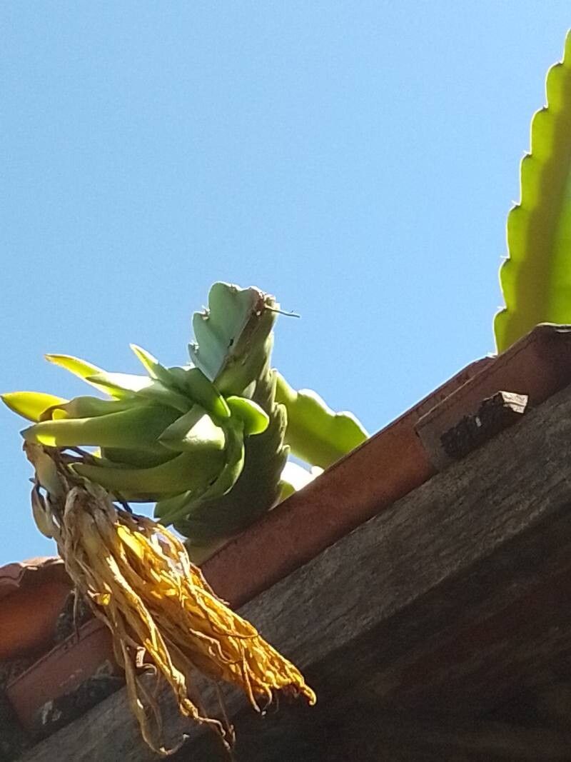 Hylocereus undatus (Dragon Fruit)
