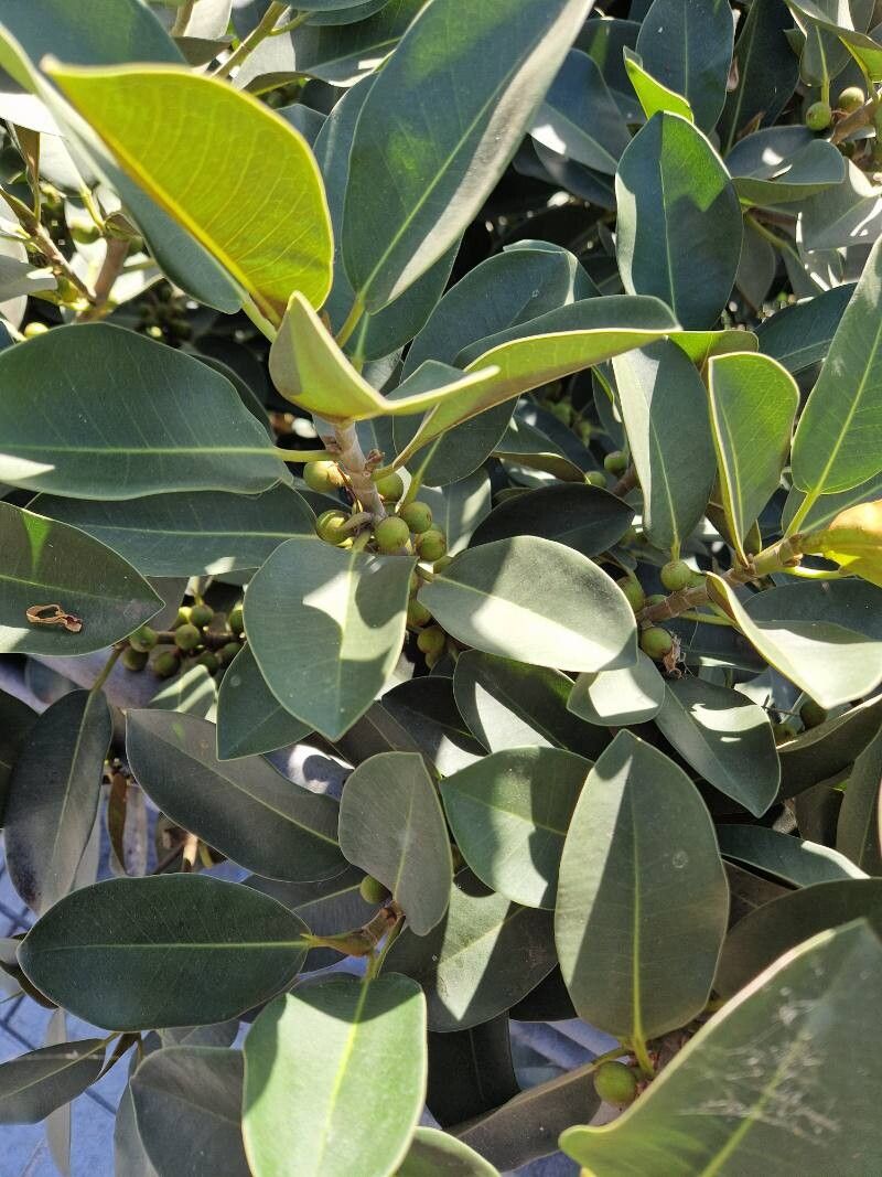 Ficus rubiginosa (Port Jackson fig) (alternate view 12)