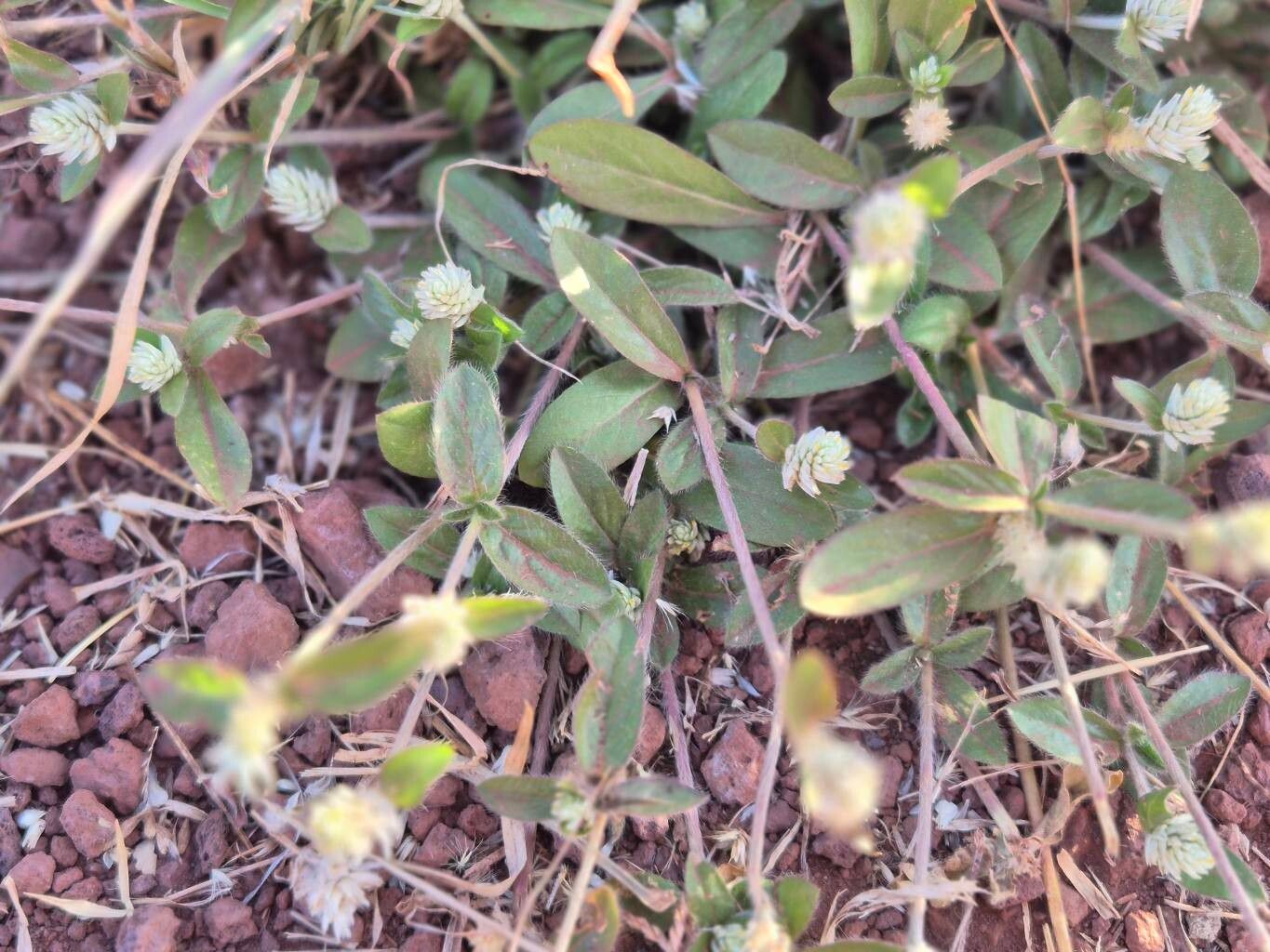Gomphrena celosioides (prostrate globe-amaranth) (alternate view 13)