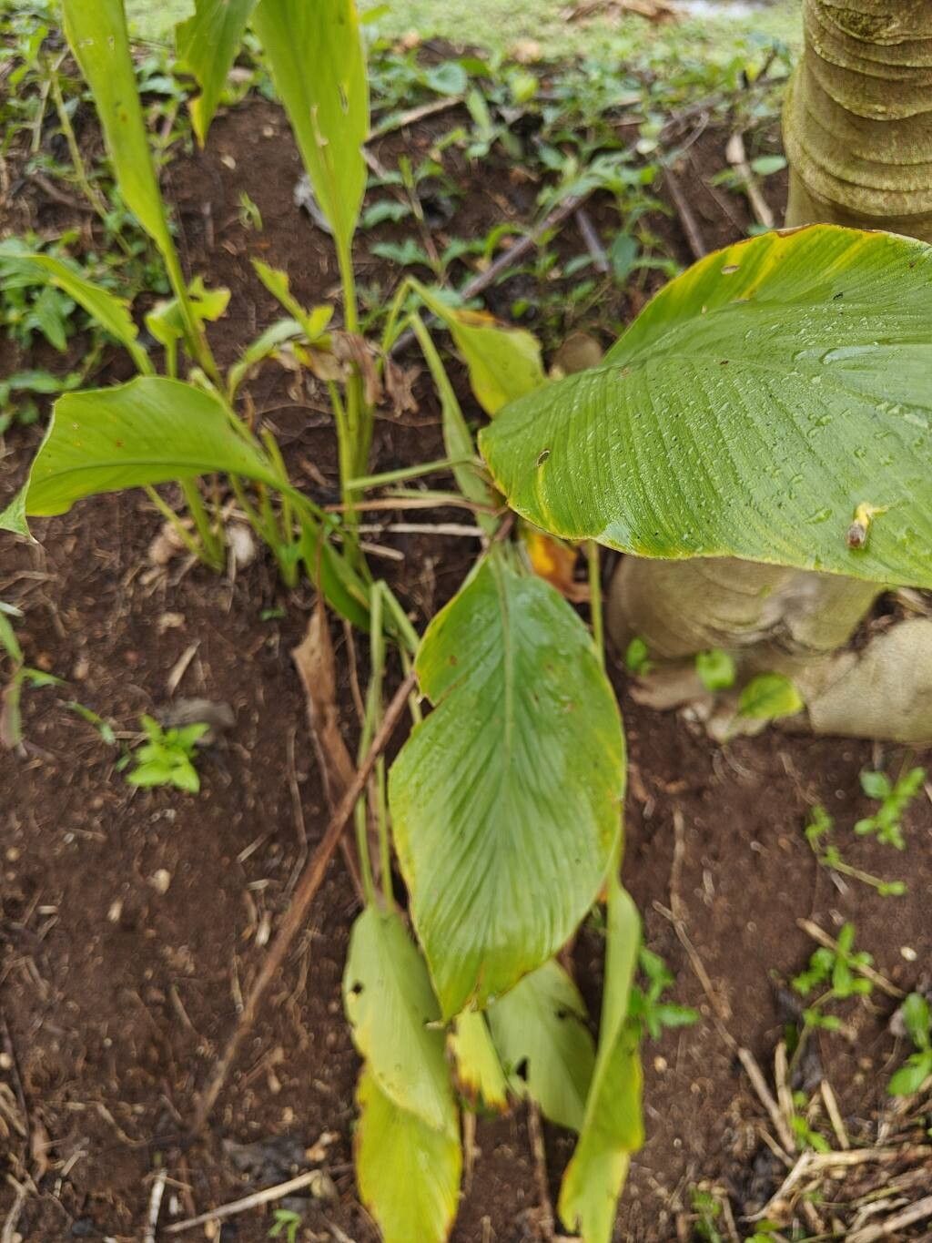 Curcuma (turmerics)