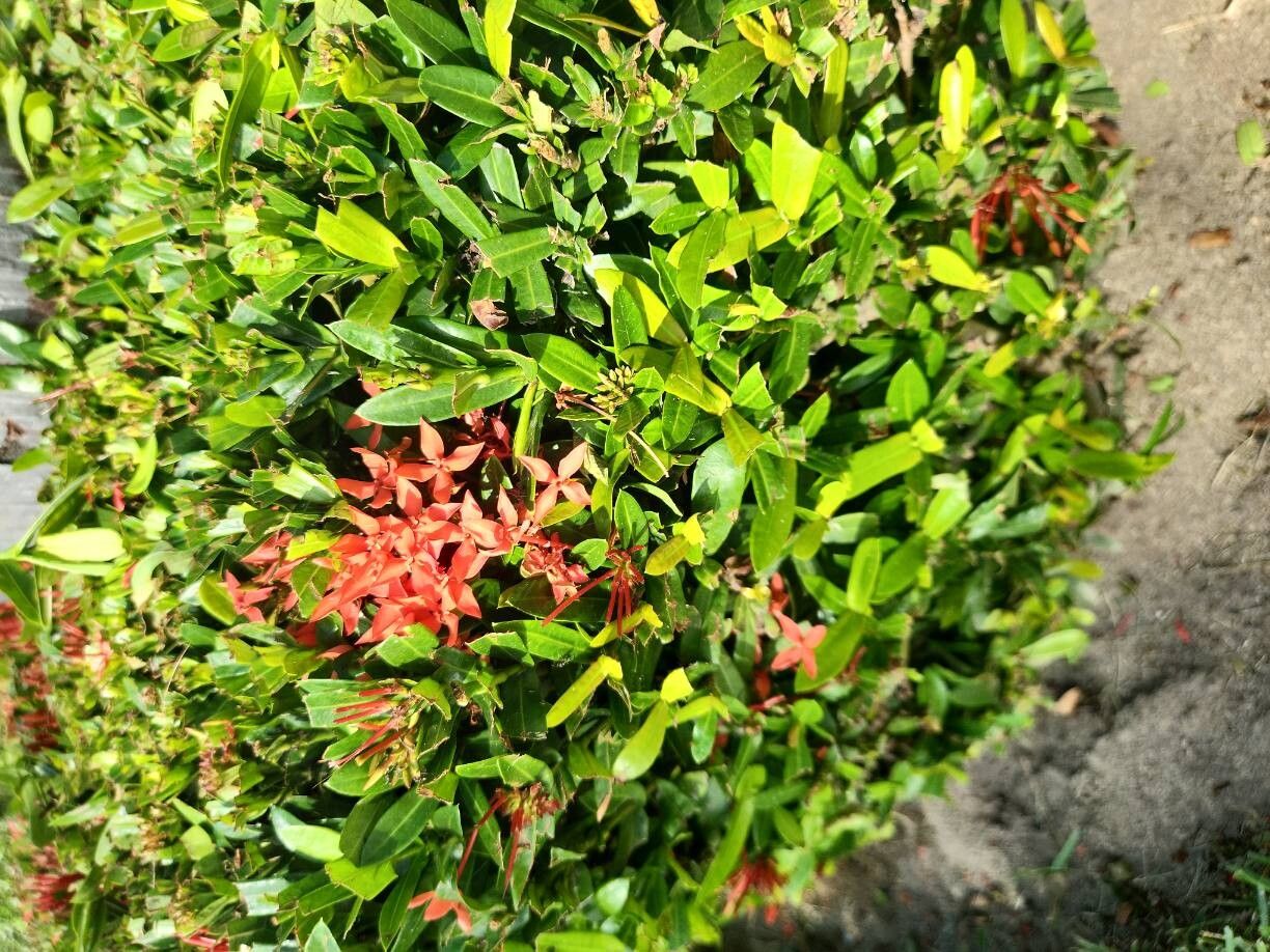 Ixora (ixoras)