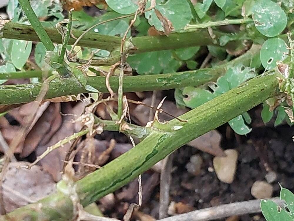Galega officinalis (common milkpea) (alternate view 11)