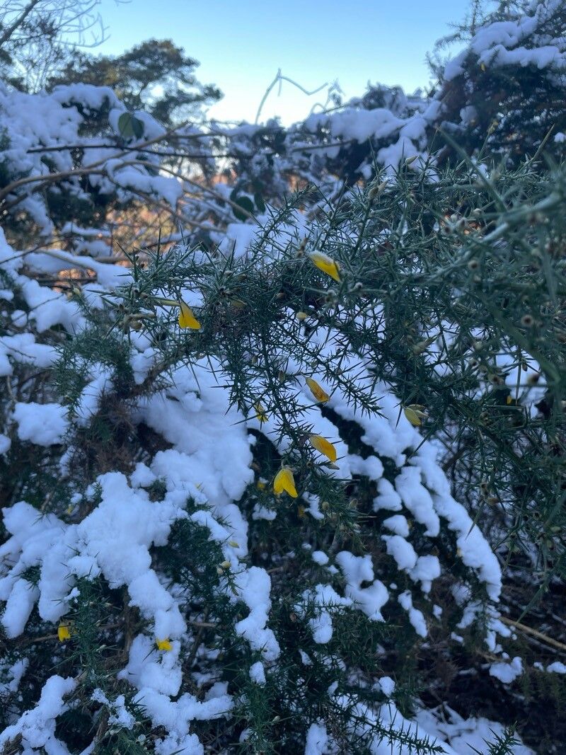 Ulex minor (Dwarf Gorse) (alternate view 14)