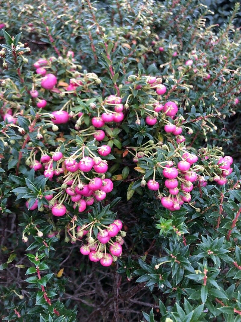 Gaultheria mucronata (Chilean pernettya) (alternate view 4)