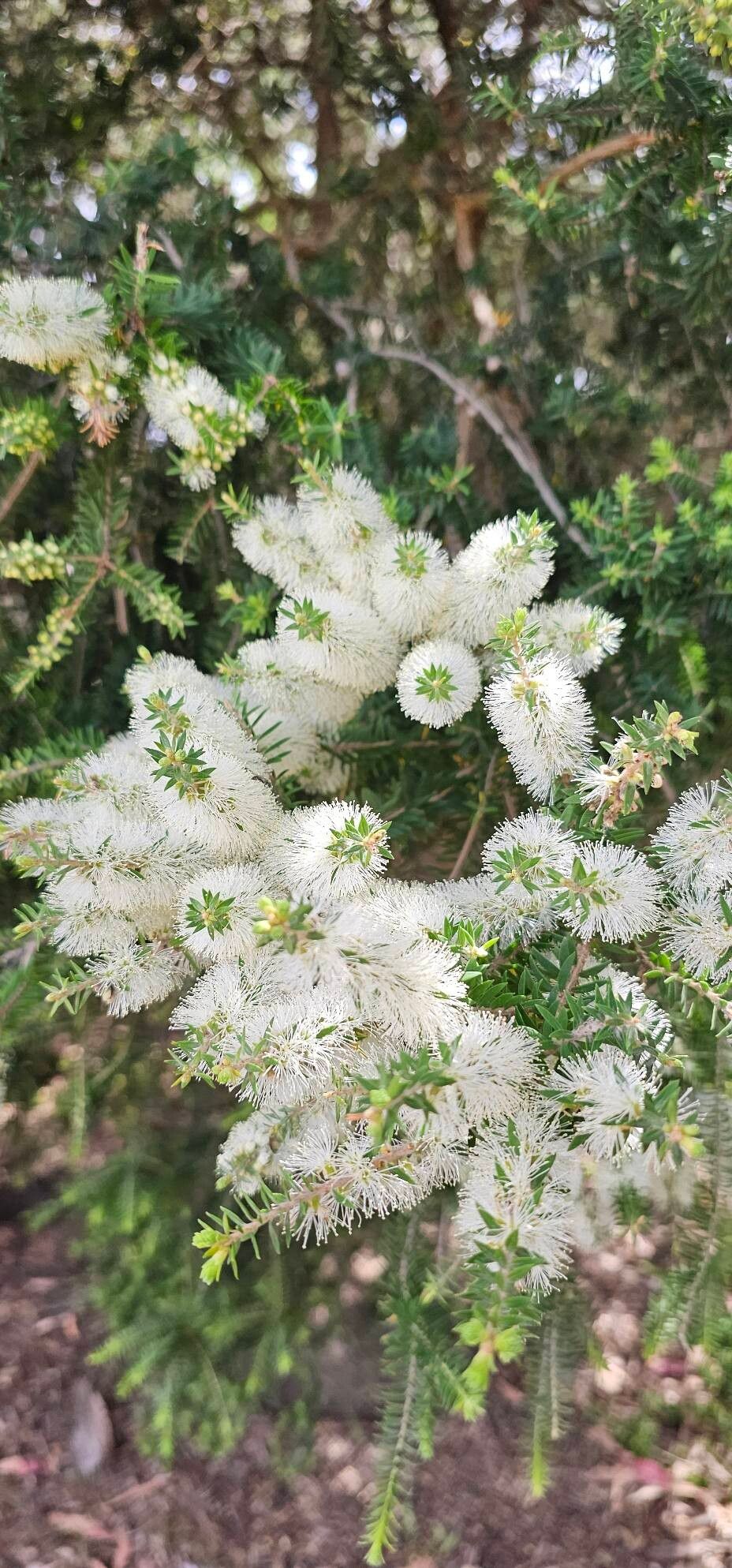 Melaleuca lanceolata (Moonah) (alternate view 10)