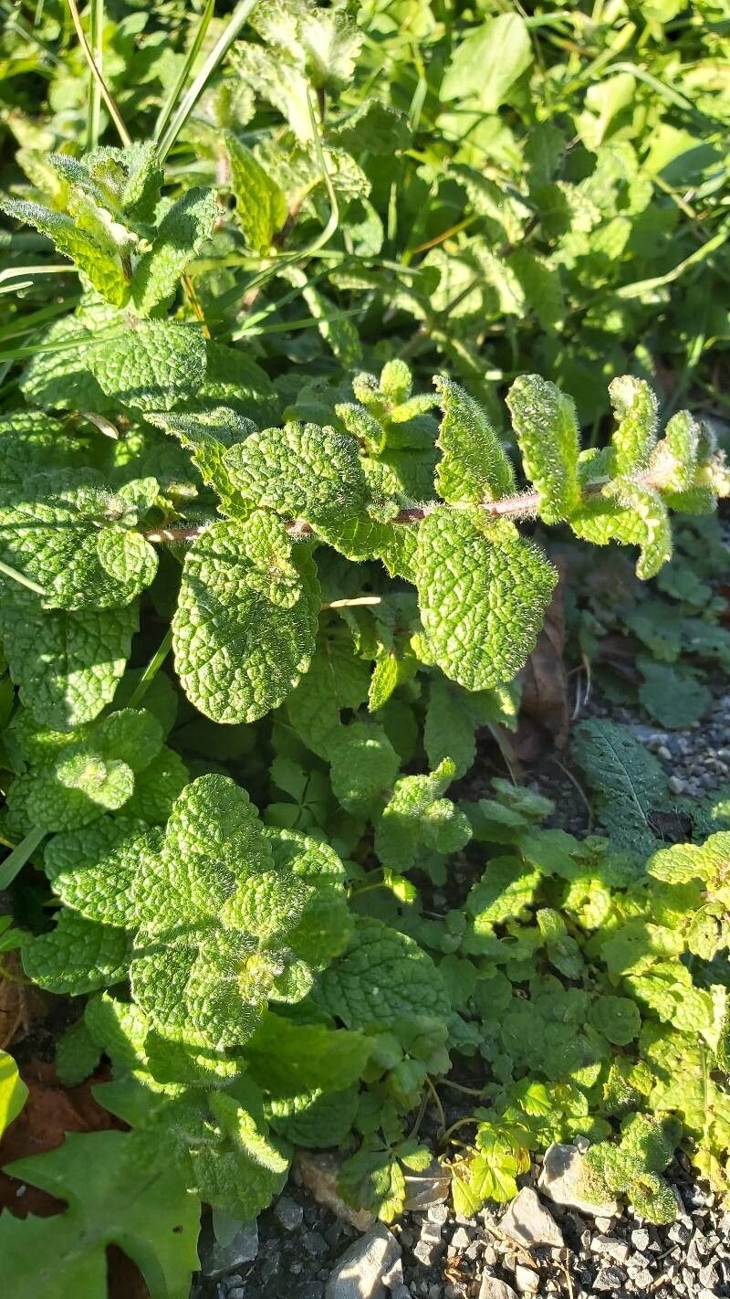 Mentha suaveolens (Apple Mint) (alternate view 15)