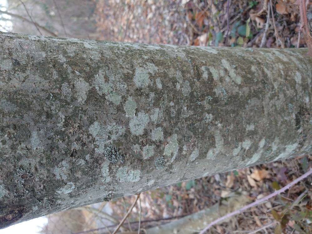 Fraxinus ornus (flowering ash, manna ash) (alternate view 13)