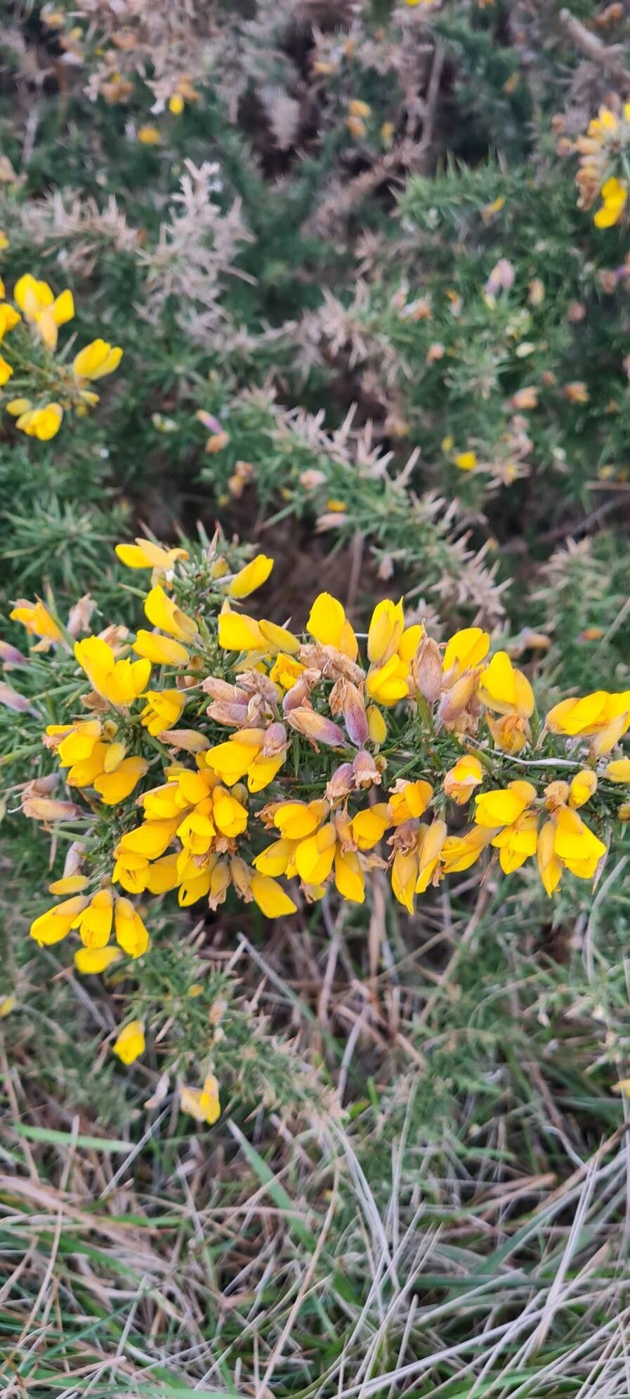 Ulex gallii (Western Gorse) (alternate view 15)