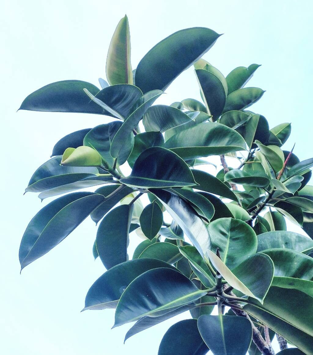 Ficus elastica (Rubber Plant)