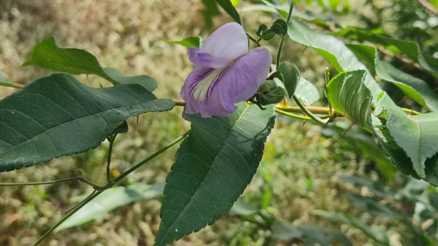 Centrosema virginianum (butterfly pea) (alternate view 12)