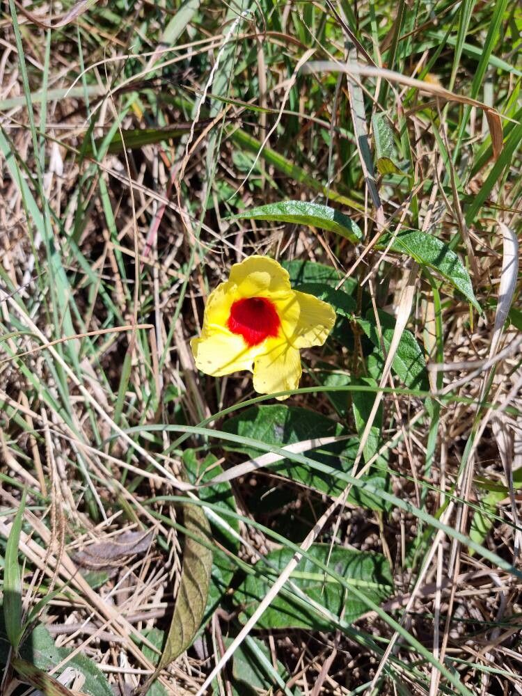 Mandevilla (Rocktrumpets) (alternate view 3)