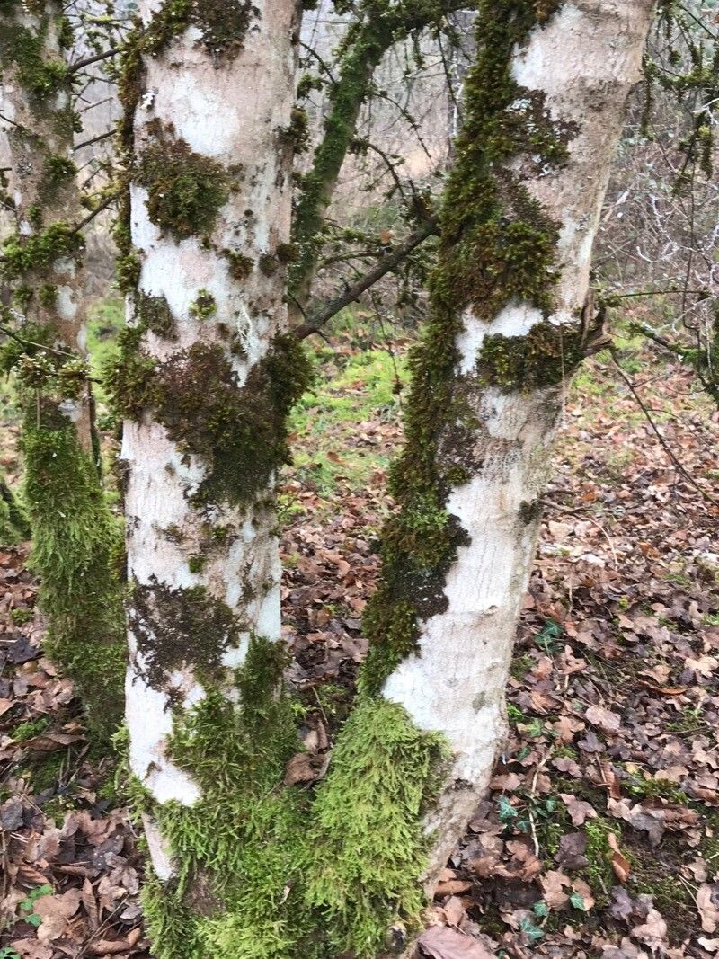 Acer monspessulanum (alternate view 2)