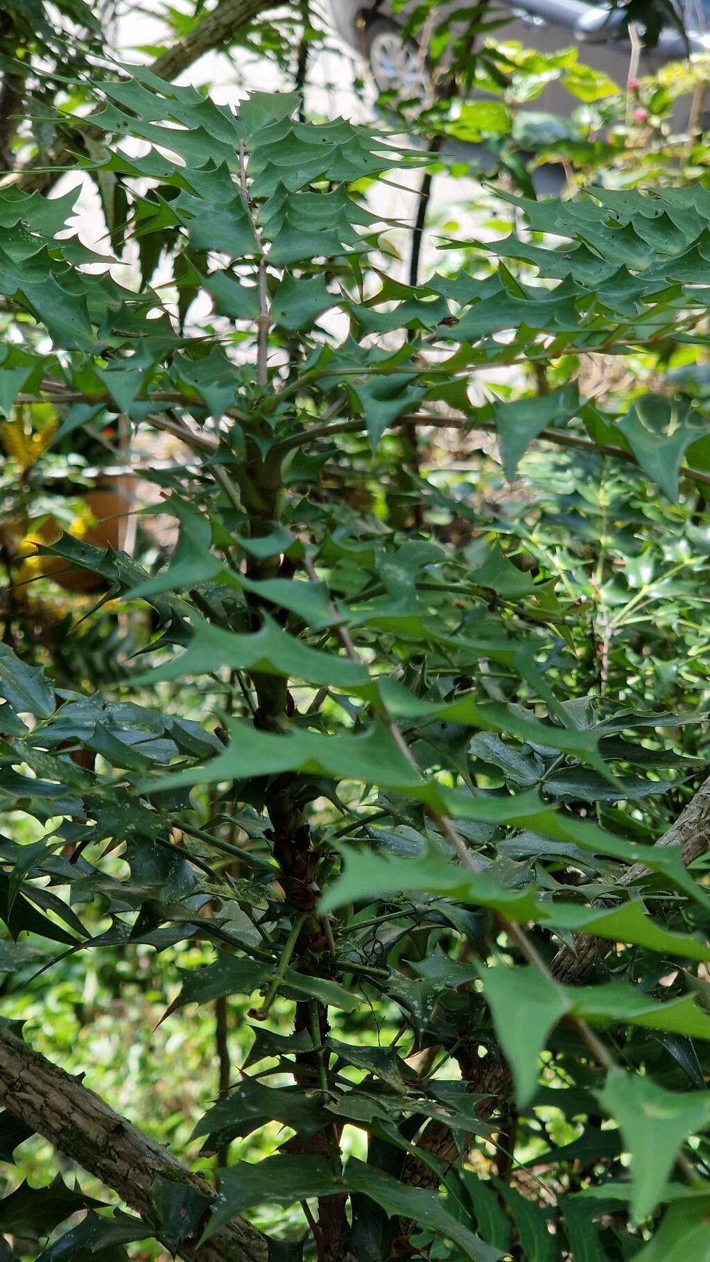 Mahonia japonica, Japanese mahonia — upright evergreen (Berberidaceae) (image 1 of 7)