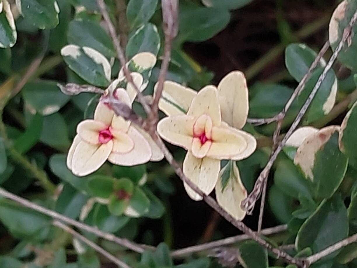 Thymus × citriodorus (Lemon Thyme) (alternate view 3)