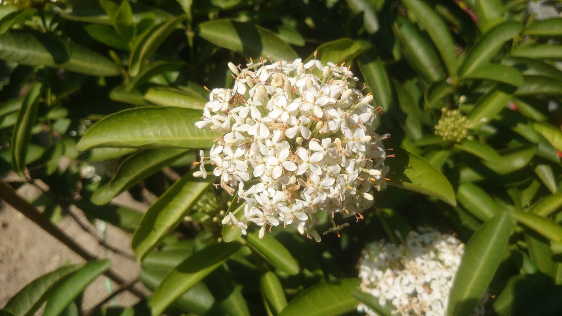 Ixora (ixoras) (alternate view 2)