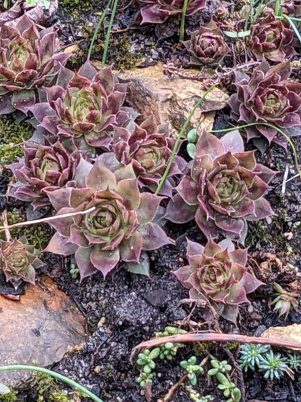 Sempervivum tectorum (Hens and Chicks) (alternate view 5)